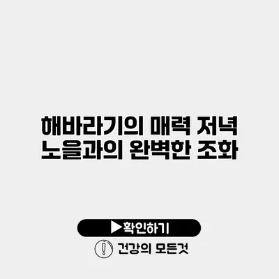 해바라기의 매력 저녁 노을과의 완벽한 조화